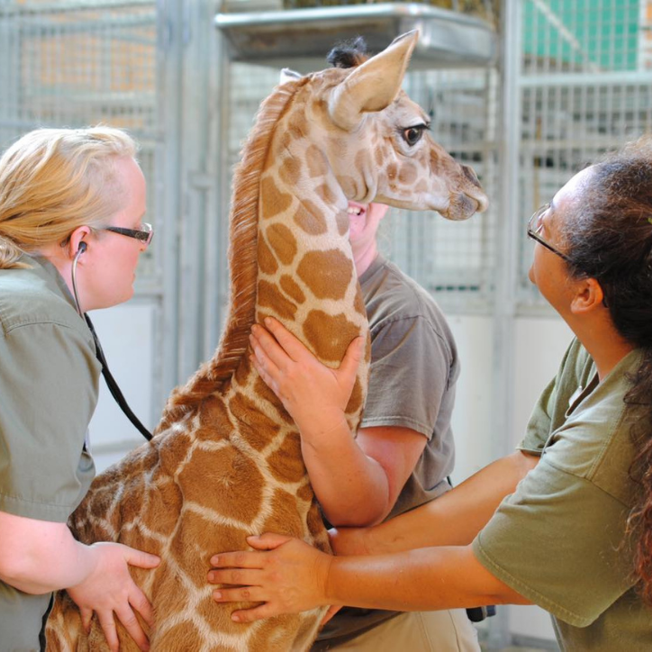 doctors examining giraffe