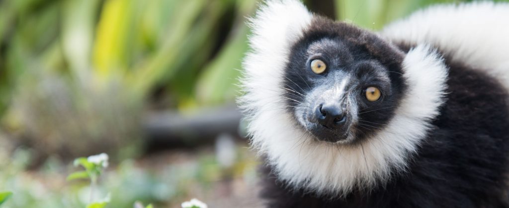 Black & White Ruffed Lemur