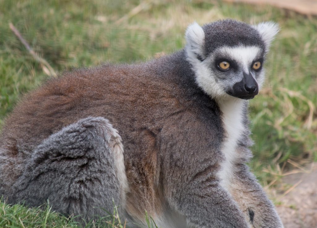 Ring-tailed lemur sitting