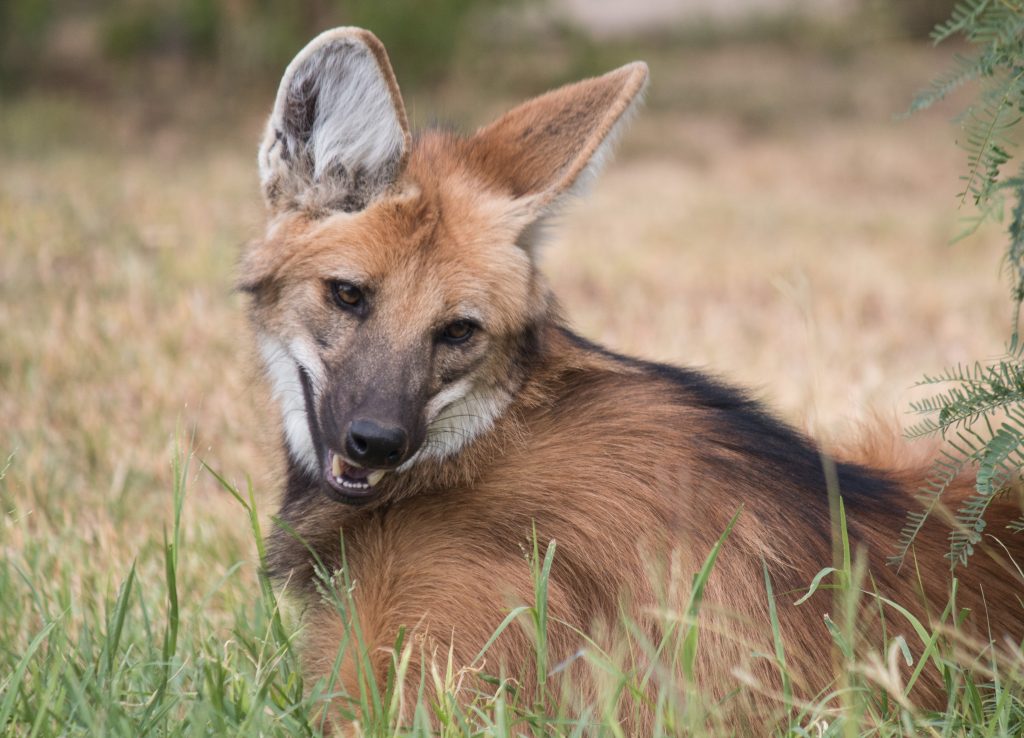 Maned wolf in the brush.